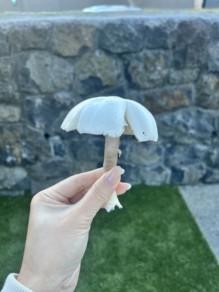 Leucocoprinus leucothites · May 2025 · photo: © sporeseeker (iNaturalist, cc0)