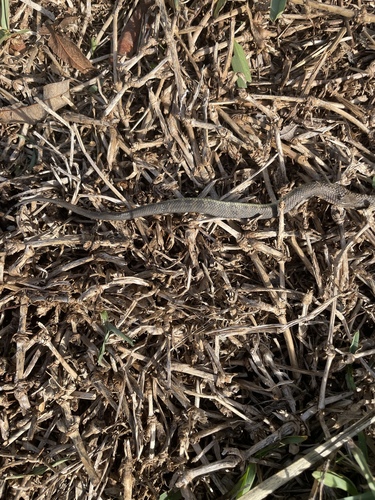 Tiger Snake sighting