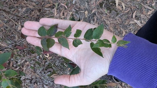 Image of Eucalyptus cameronii by (c) Alesha Teitzel, some rights reserved (CC BY)