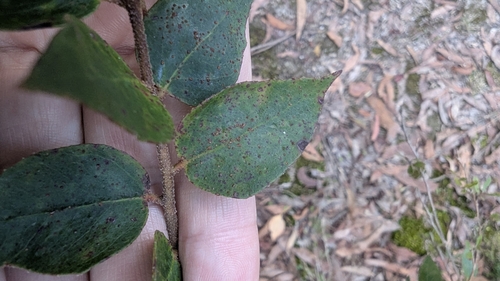 Image of Eucalyptus cameronii by (c) Alesha Teitzel, some rights reserved (CC BY)