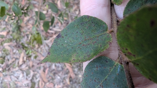Image of Eucalyptus cameronii by (c) Alesha Teitzel, some rights reserved (CC BY)