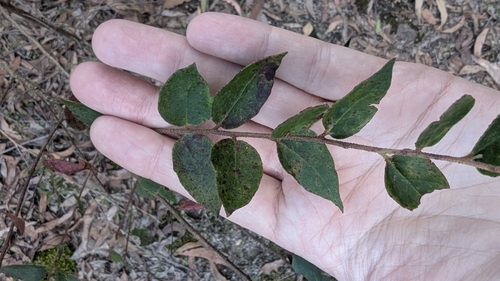 Image of Eucalyptus cameronii by (c) Alesha Teitzel, some rights reserved (CC BY)