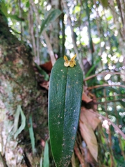 Acianthera