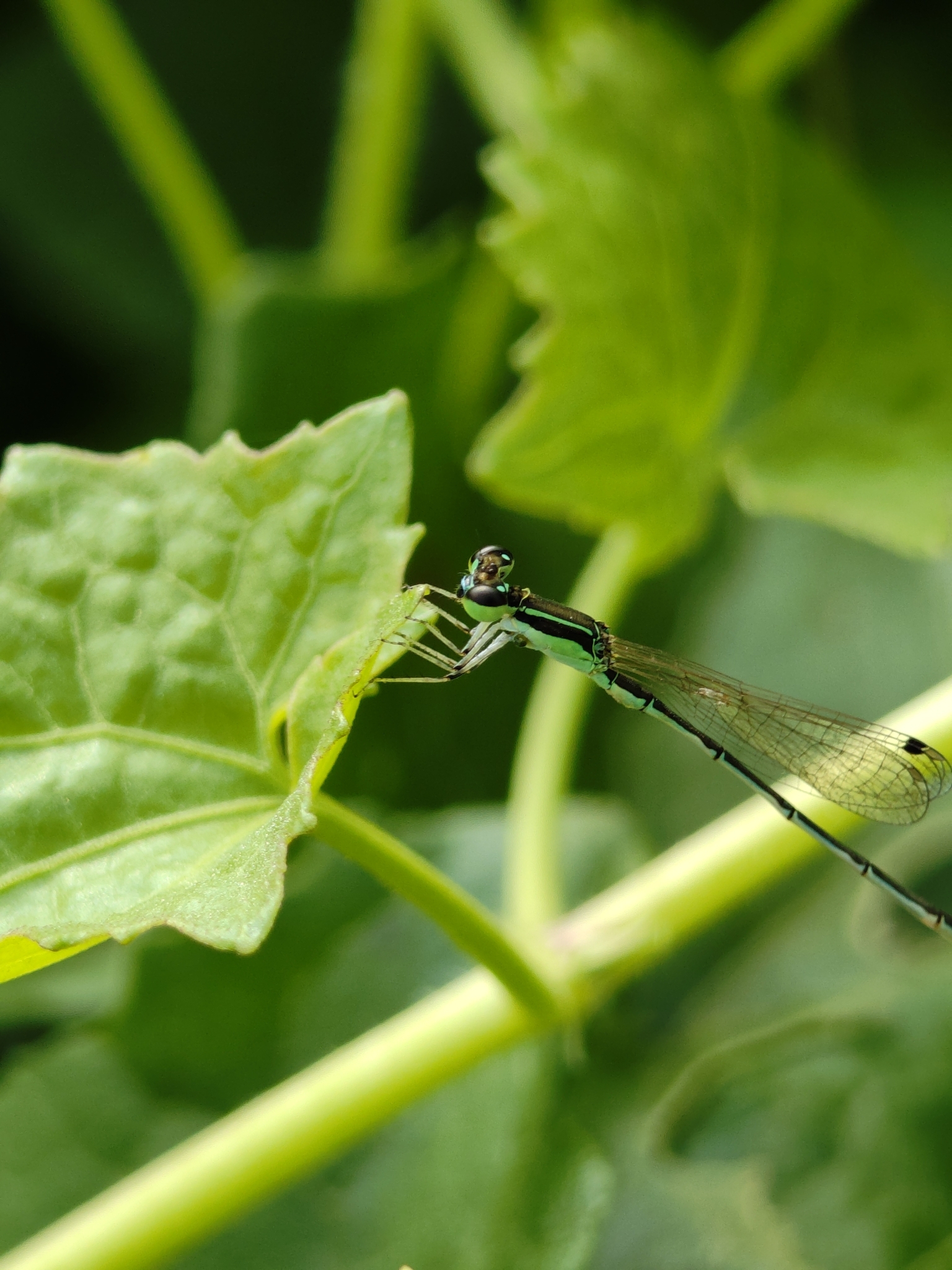 Pygmy Dartlet