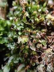 Hymenophyllum minimum