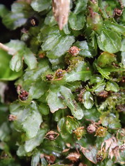 Hymenophyllum minimum