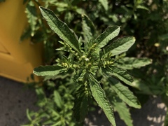 Dysphania ambrosioides