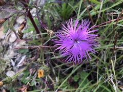 Dianthus pygmaeus