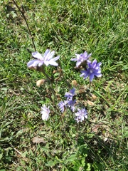 Cichorium intybus