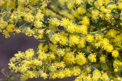 Gold-dust acacia (Acacia acinacea)