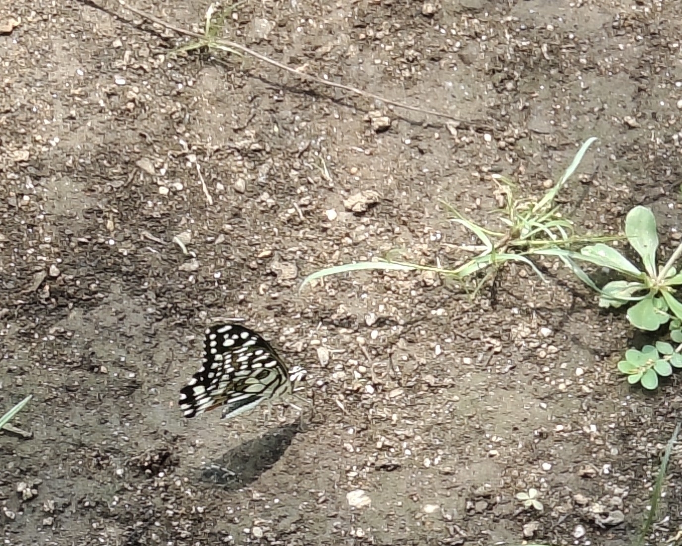 Lime Swallowtail