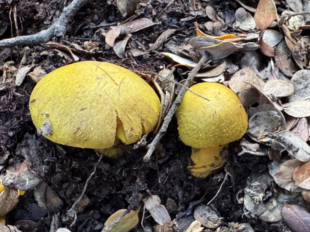 Cortinarius canarius · May 2025 · photo: © iandickie (iNaturalist, cc-by)