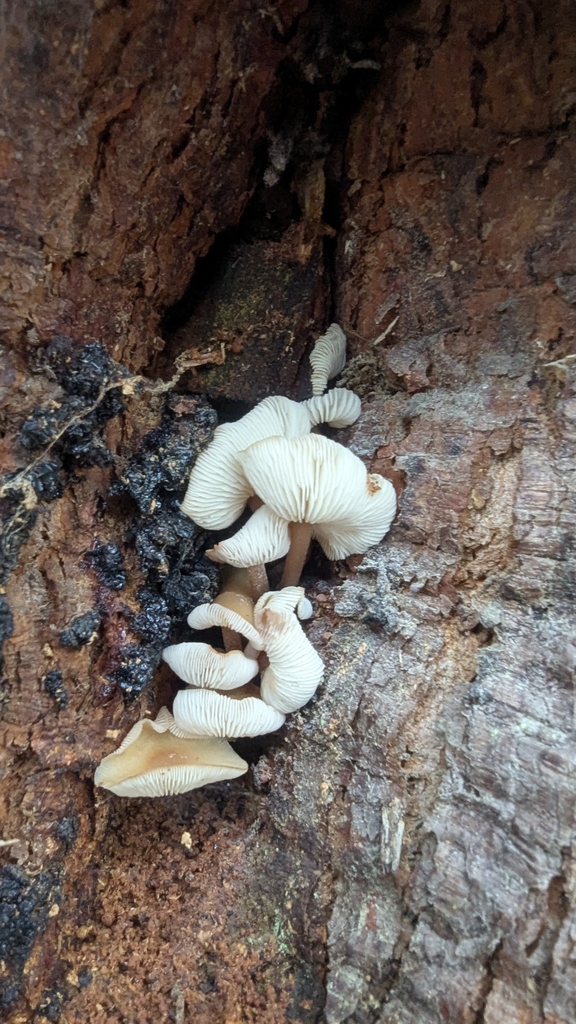 Rhodocollybia eucalyptorum · April 2025 · photo: © a_teitzel (iNaturalist, cc-by)