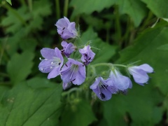 Hydrophyllum appendiculatum