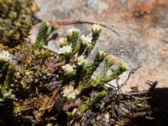 Kelleria multiflora