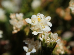 Kelleria multiflora