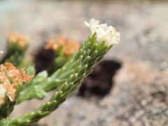 Kelleria multiflora