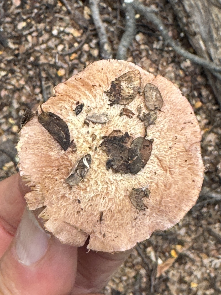 Cortinarius alboroseus · May 2025 · photo: © iandickie (iNaturalist, cc-by)