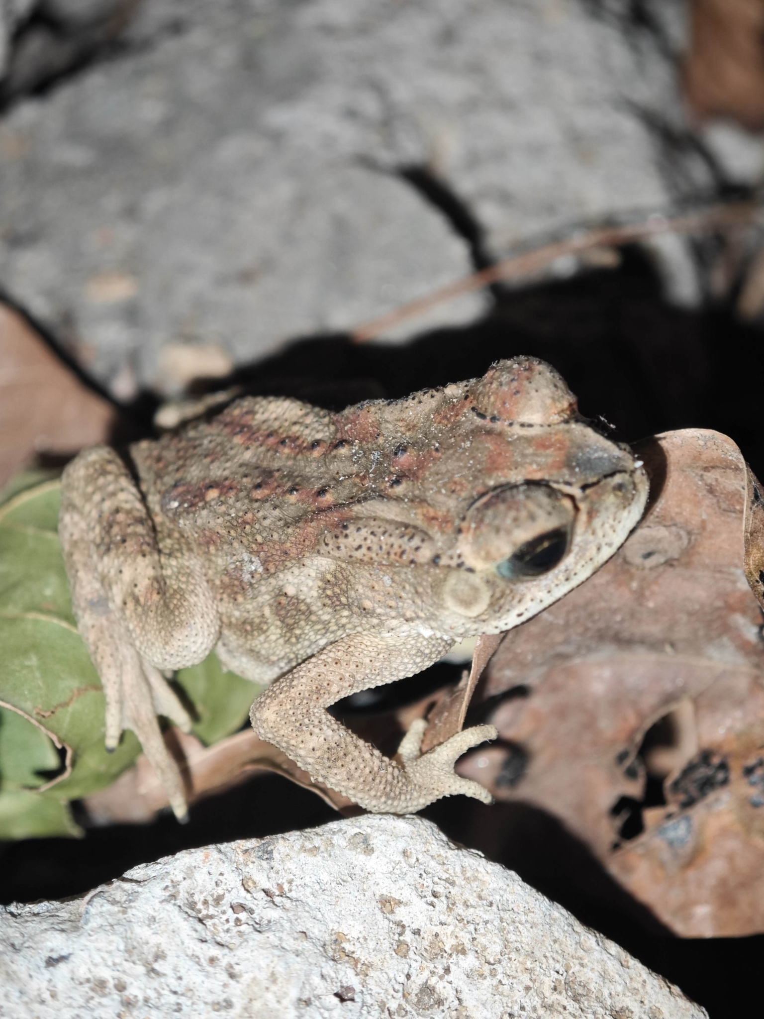Indian Common True Toad