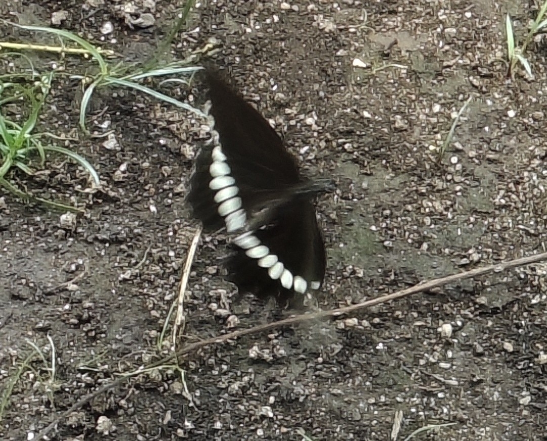 Common Mormon
