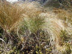 Schoenus pauciflorus