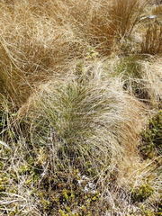 Schoenus pauciflorus