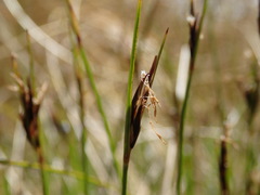 Schoenus pauciflorus
