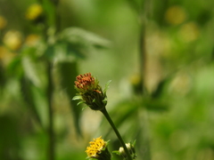 Bidens pilosa pilosa