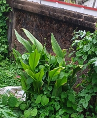 Curcuma caesia, photograph white_cheeked_barbet, CC BY, iNaturalist via GBIF
