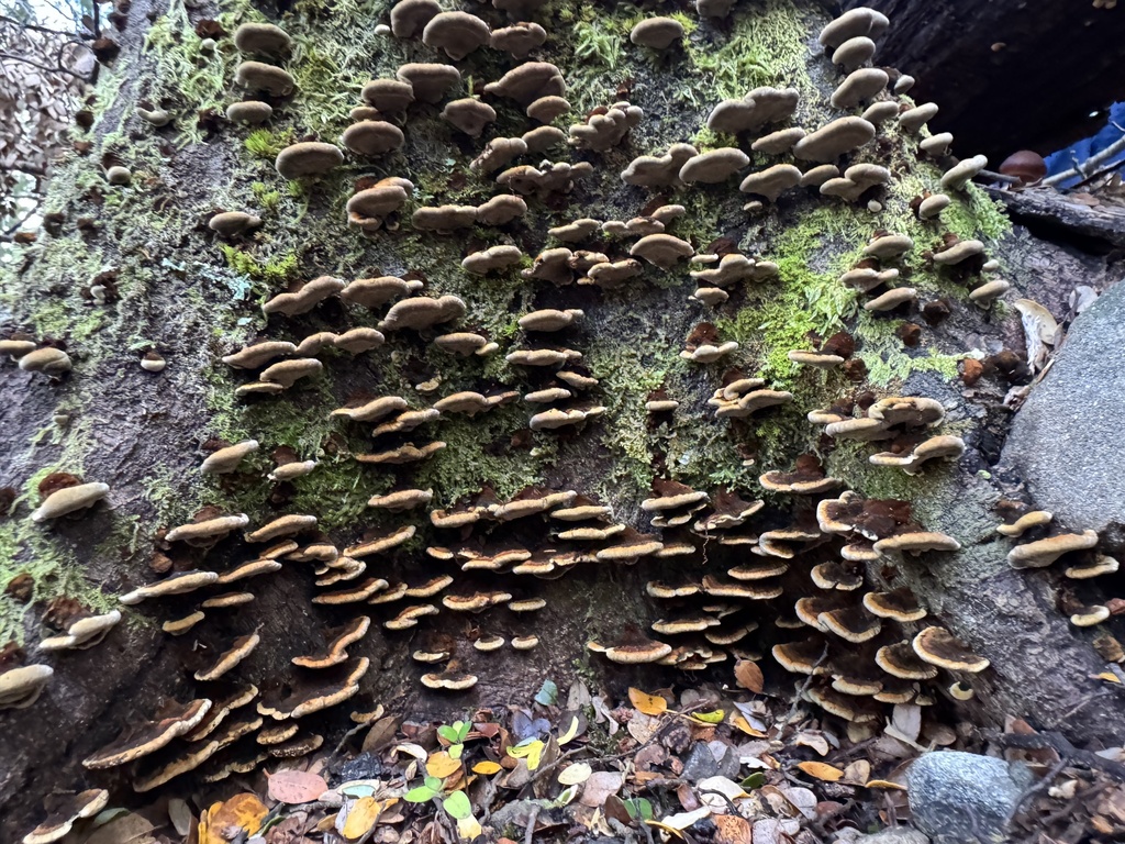 Inonotus nothofagi