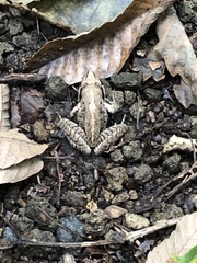 Rana ornativentris