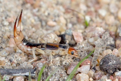 Labidura truncata