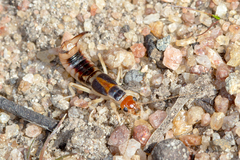 Labidura truncata