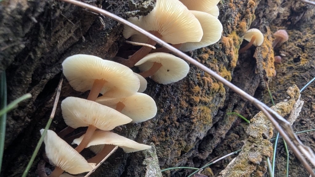 Rhodocollybia eucalyptorum · April 2025 · photo: © a_teitzel (iNaturalist, cc-by)