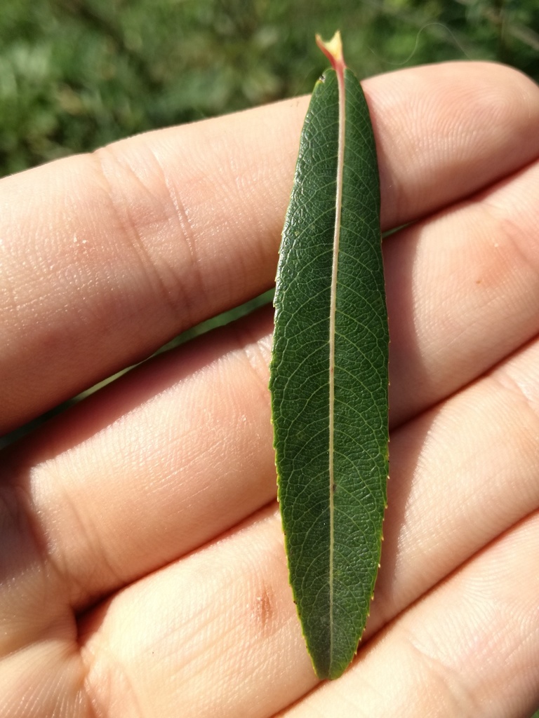 Purple Willow