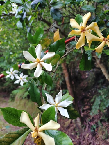 Image of Gardenia jasminoides by (c) Rick Chou, some rights reserved (CC BY)