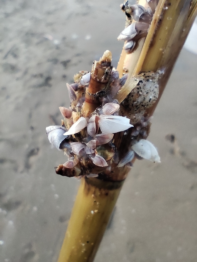 Small Goose Barnacle