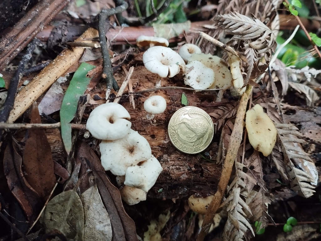 Rhizocybe albida · May 2025 · photo: © geoffr (iNaturalist, cc0)