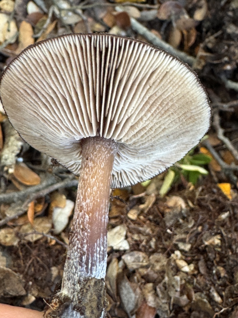 Rhodocollybia purpurata · May 2025 · photo: © iandickie (iNaturalist, cc-by)