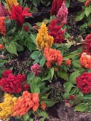 Celosia argentea plumosa
