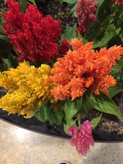 Celosia argentea plumosa
