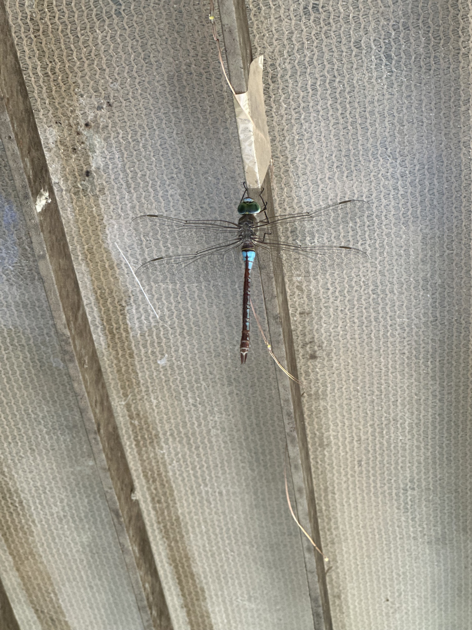 Lesser Emperor