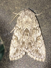 Andropolia contacta