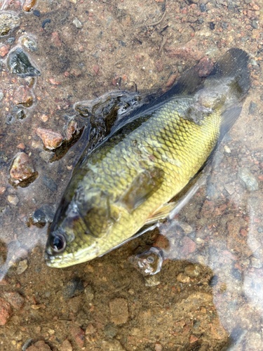 Climbing perch (Anabas testudineus) — Anabantidae — 4
