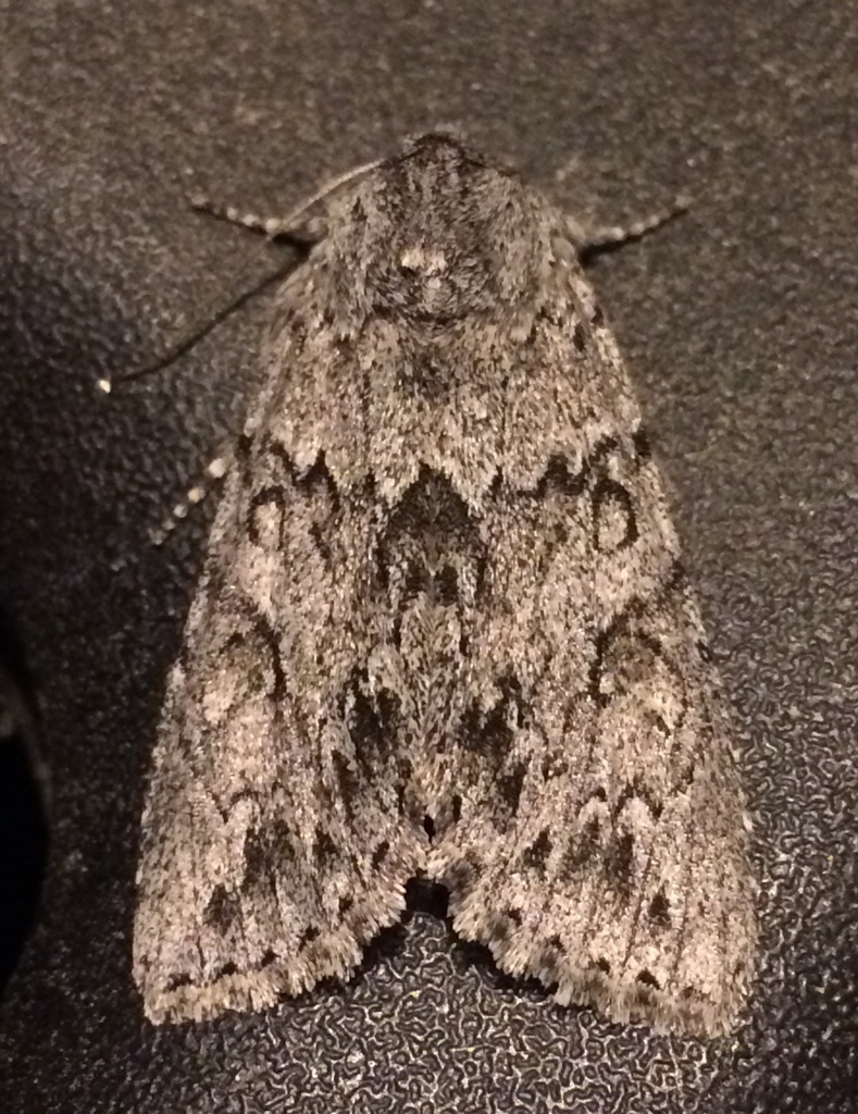 Canadian Giant Moth