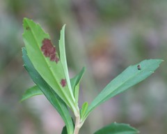 Hibbertia cuneiformis