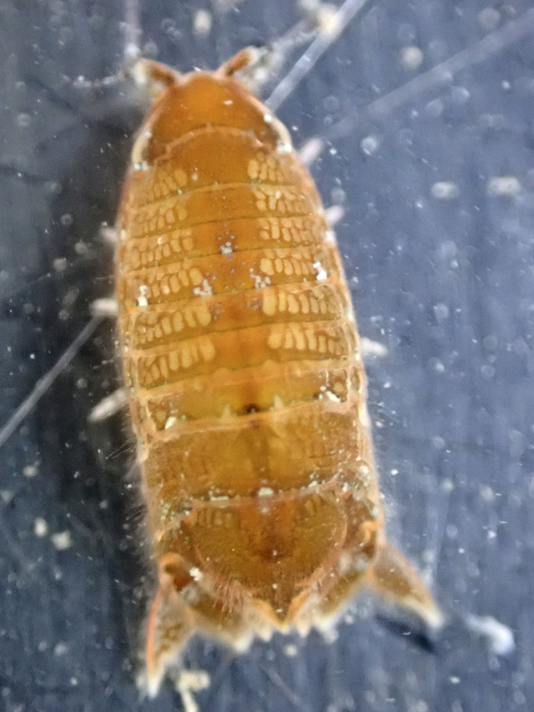 Cerceis pravipalma