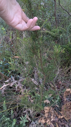 Image of Dillwynia phylicoides by (c) Alesha Teitzel, some rights reserved (CC BY)
