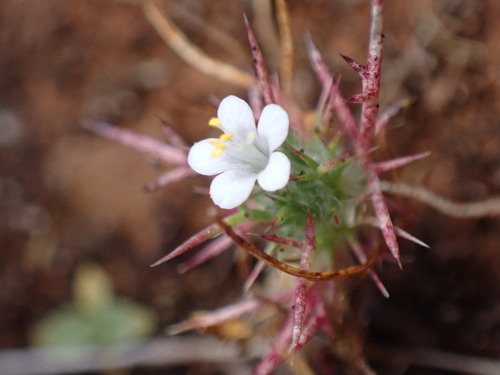 Image of Navarretia intertexta by (c) Cricket Raspet, some rights reserved (CC BY)