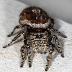 Phidippus comatus